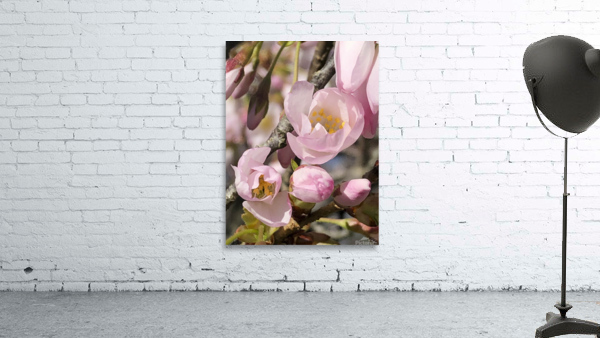 Spring Blossom Boom Wall Preview