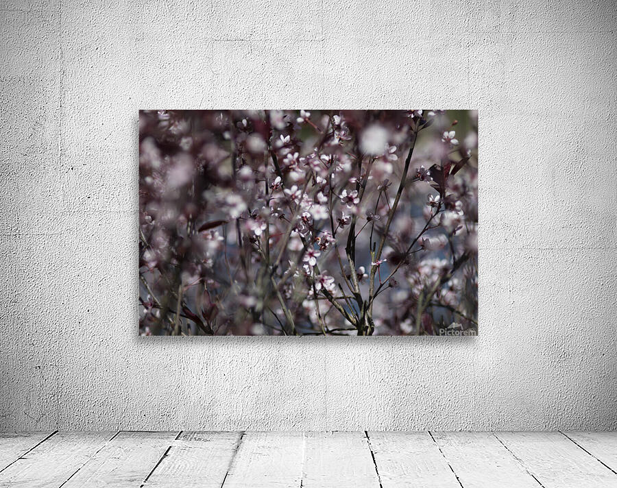 Sand Cherry Blossoms Wall Preview