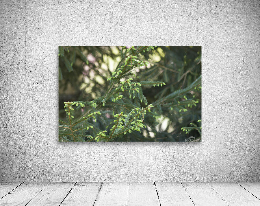 Evergreen Blossoms Wall Preview