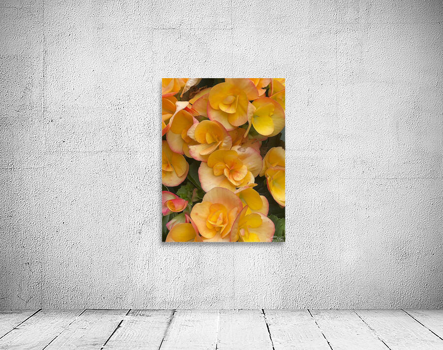 Orange Begonias Wall Preview