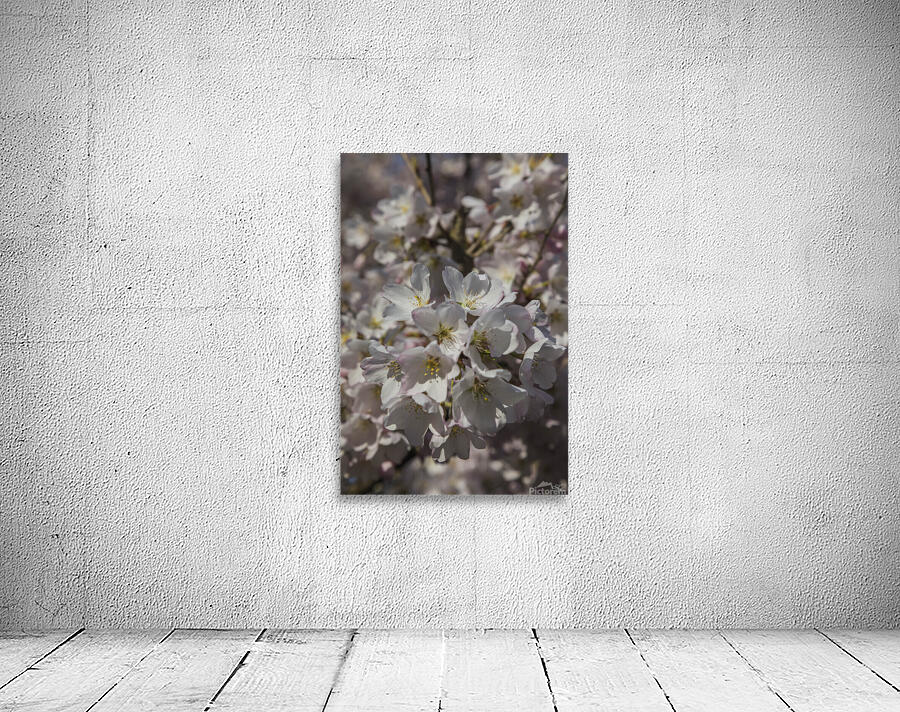Spring Blossoms Wall Preview