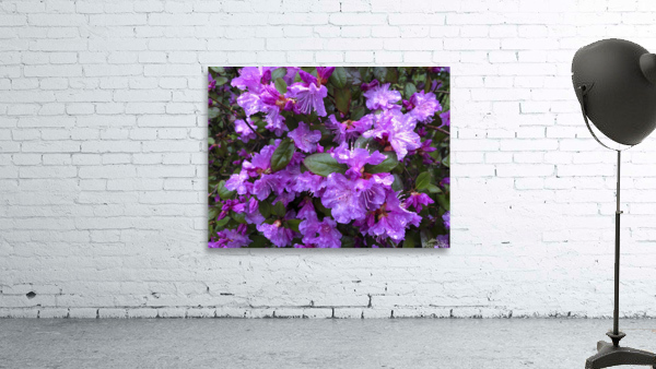 Spring Azaleas Wall Preview