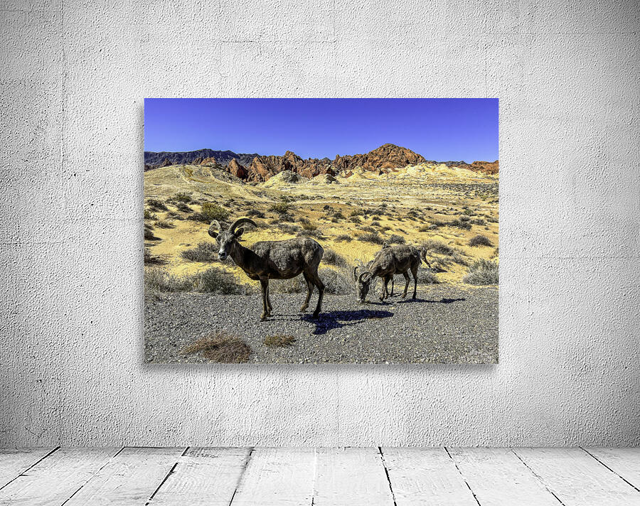 Desert Denizens Wall Preview