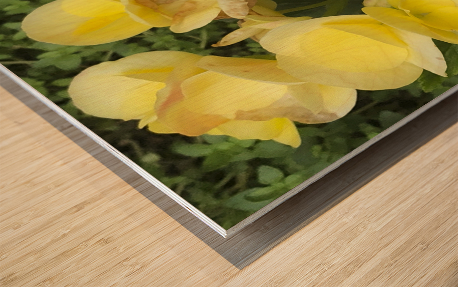 Yellow Begonias Wood print