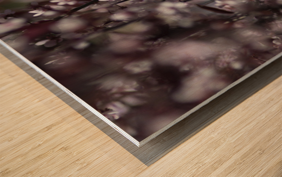 Sand Cherry Blossoms Wood print