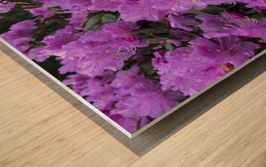 Azalea Medley Wood print