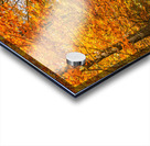 Trees with autumn colored leaves Acrylic print