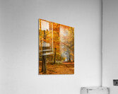 Trees with autumn colored leaves Acrylic Print