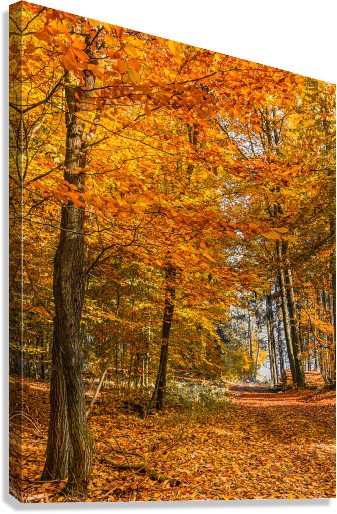 Trees with autumn colored leaves Canvas Print
