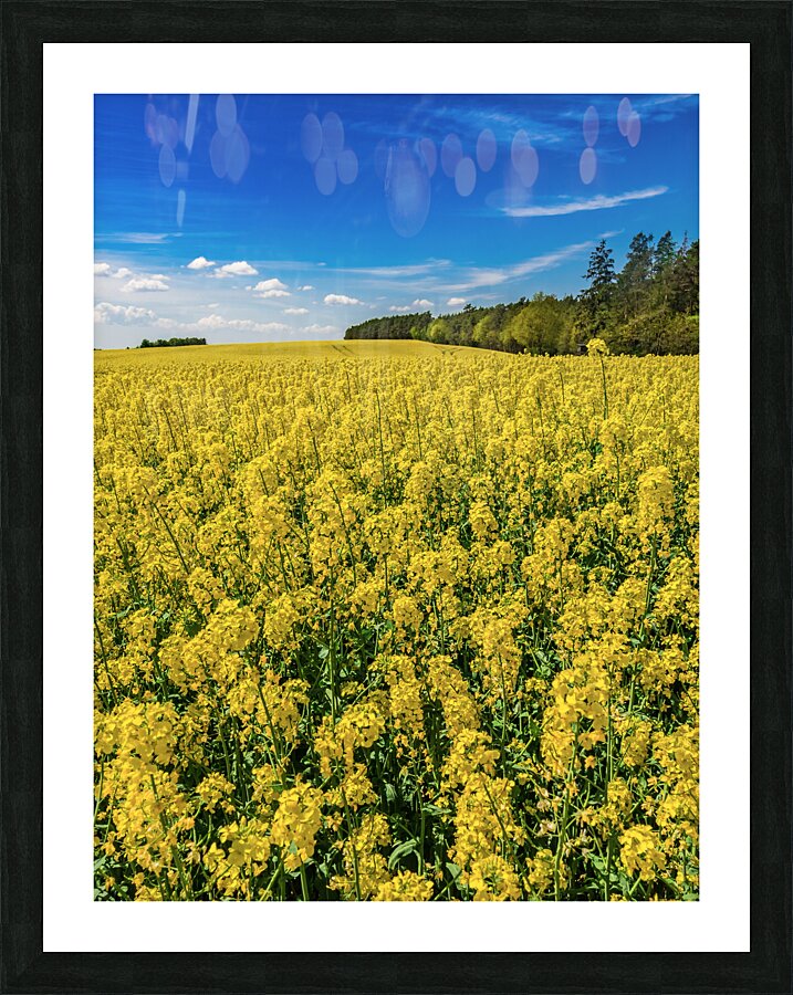  Fine Art print