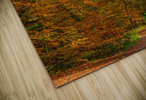 Deciduous trees with autumn colored leaves alex puzzle