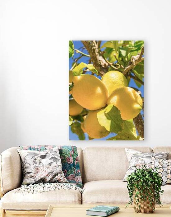 Lemons hanging from tree in a lemon grove by alex