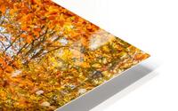 Trees with autumn colored leaves HD Metal print