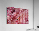 Tiny pink goby - Mauritius Acrylic Print