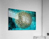 Head coral view Acrylic Print