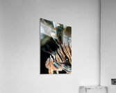 Lionfish close-up Acrylic Print
