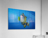 The Impressive Titan Triggerfish Acrylic Print