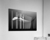 Manta & Jackfish collaboration Acrylic Print