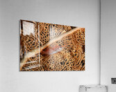 PB156086 Acrylic Print