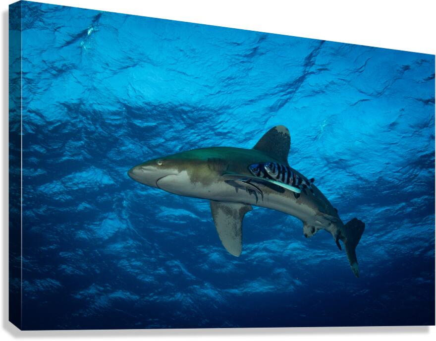 Oceanic Whitetip shark Canvas Print