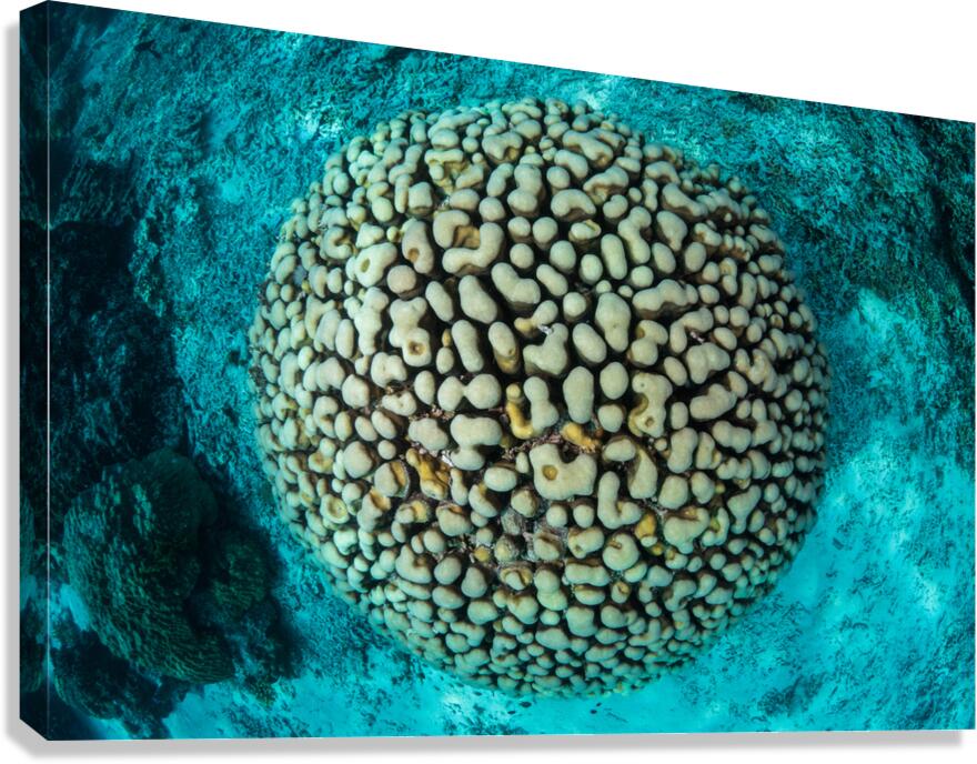 Head coral view Canvas Print