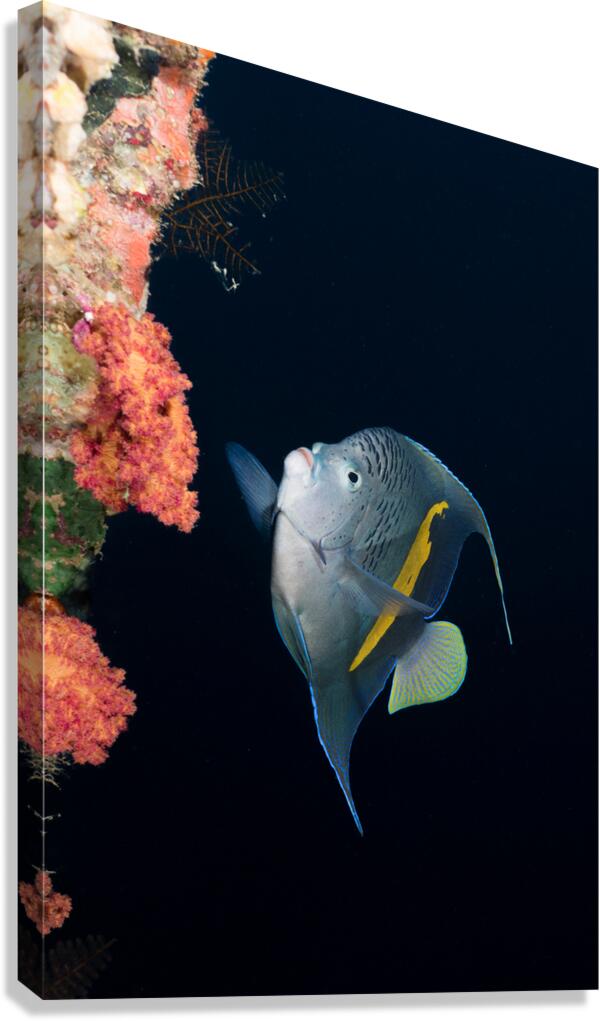 Yellowbar Angelfish Canvas Print