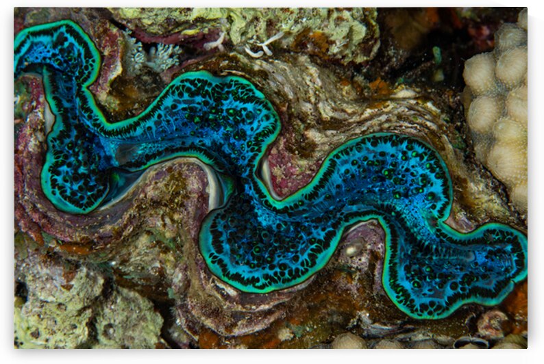 Giant clam - Red Sea by Anthony Leydet