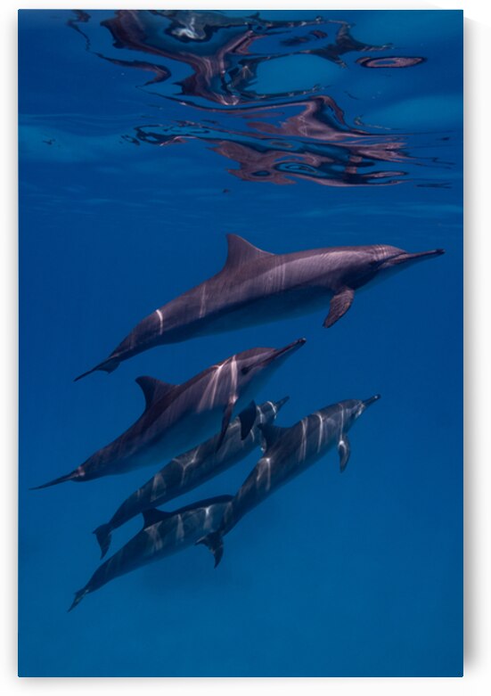 Spinner dolphins pod - Red Sea by Anthony Leydet