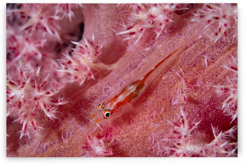 Tiny pink goby - Mauritius by Anthony Leydet