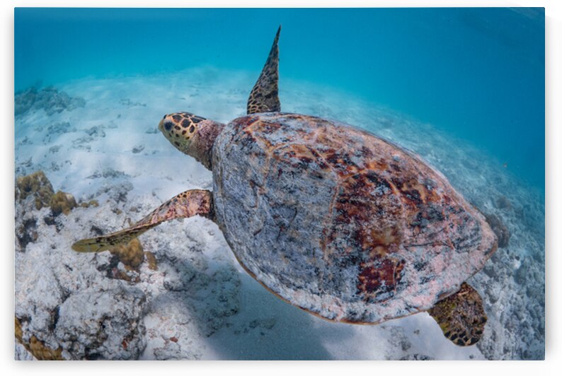 Hawksbill turtle flying in the lagoon by Anthony Leydet