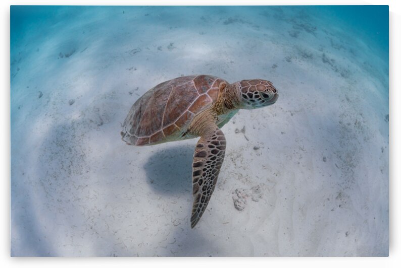 Green turtle and blue water - Maldives by Anthony Leydet