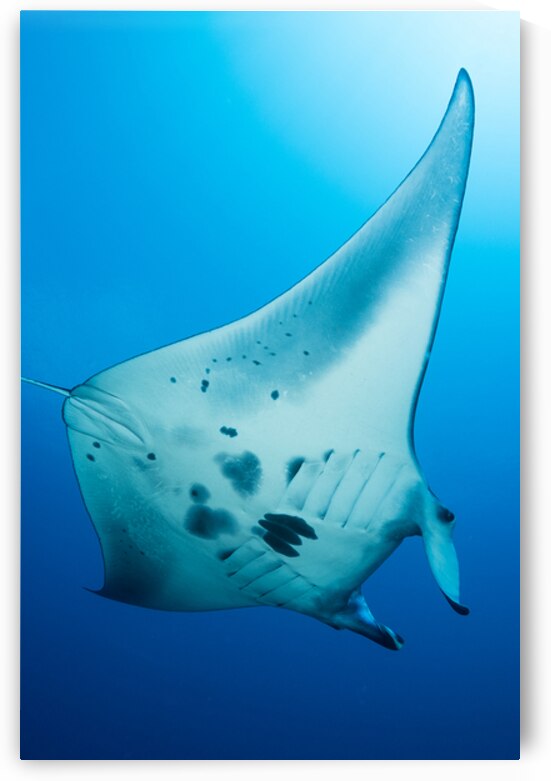 Manta ray in the blue of Tubbataha by Anthony Leydet