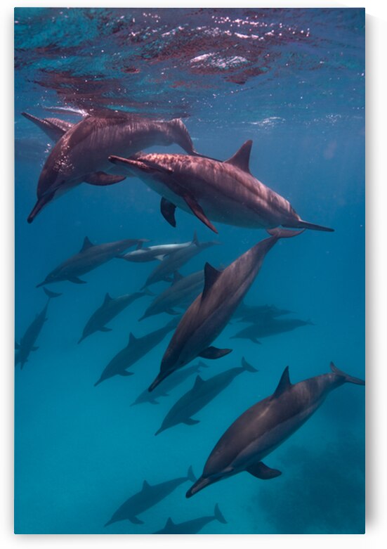 Spinner dolphins pod - Red Sea - Sataya Lagoon by Anthony Leydet