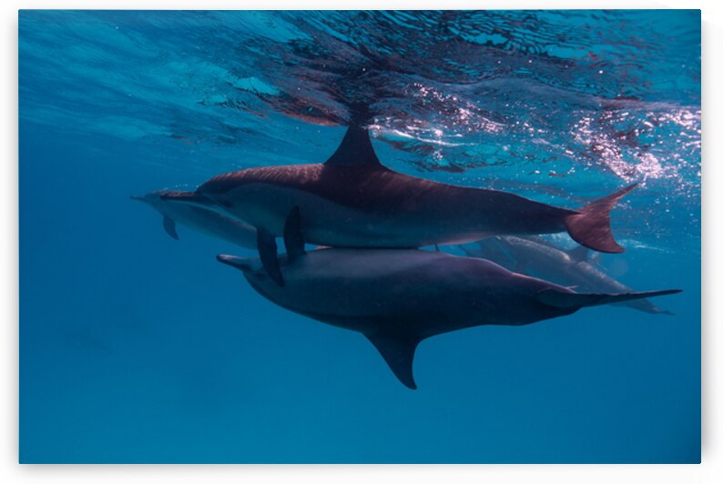 Spinner dolphins mating - Red Sea - Sataya by Anthony Leydet