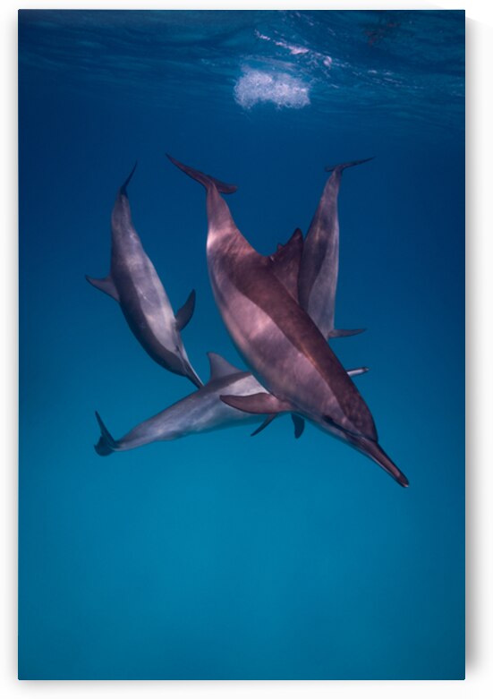Playful spinner dolphins - Red Sea - Sataya by Anthony Leydet