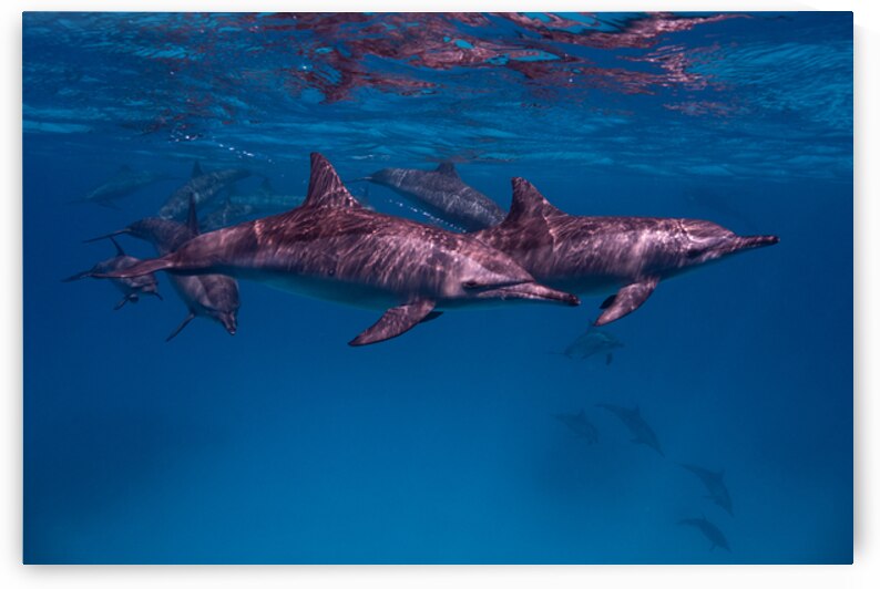 Spinner dolphins - Red Sea - Sataya Lagoon by Anthony Leydet