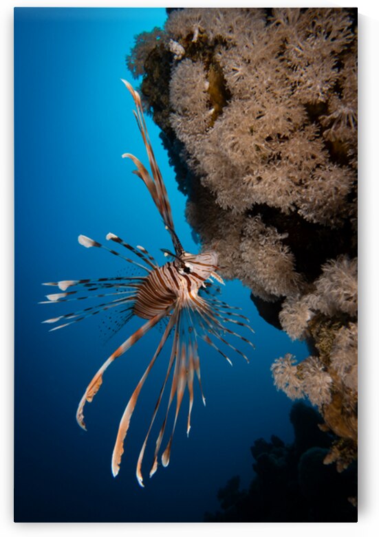 Elegant Lionfish with blu background  by Anthony Leydet