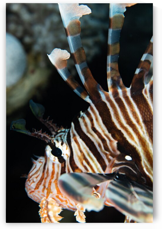 Lionfish close-up by Anthony Leydet