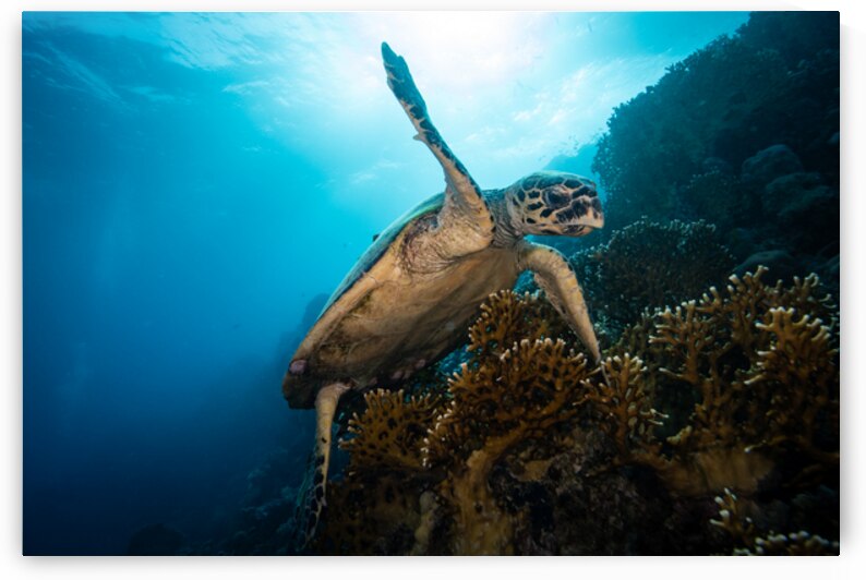 Hawsbill turtle climbing corals by Anthony Leydet