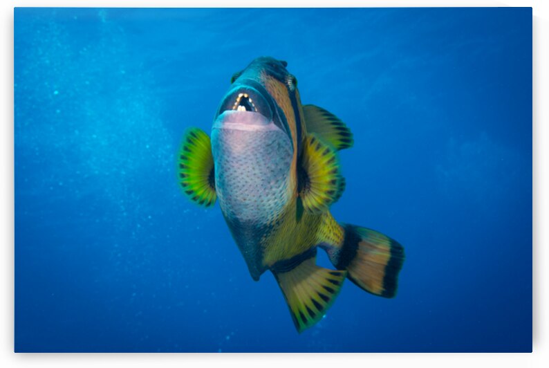 The Impressive Titan Triggerfish by Anthony Leydet