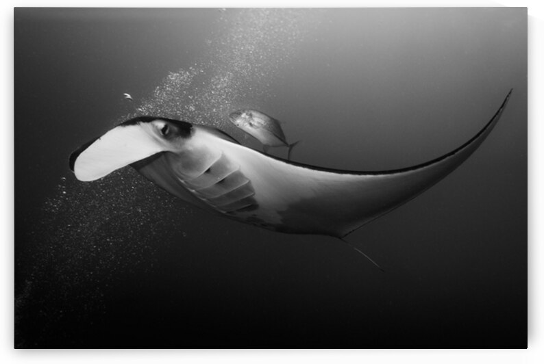 Manta & Jackfish collaboration by Anthony Leydet