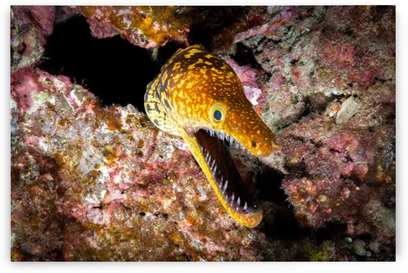Tiger Moray Eel in Lanzarote by Anthony Leydet