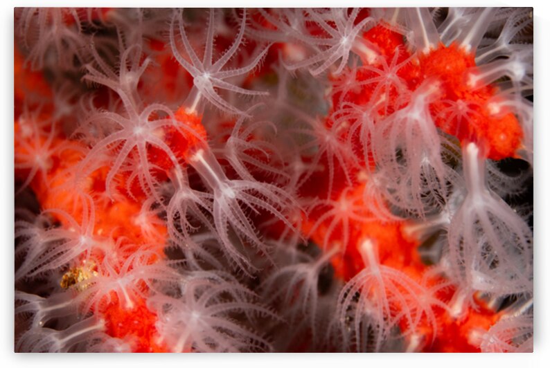 Mediterranean red coral close-up by Anthony Leydet