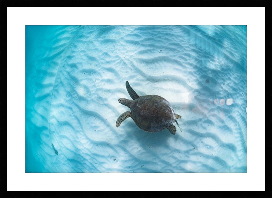 Green turtle in maldivian lagoon by Anthony Leydet