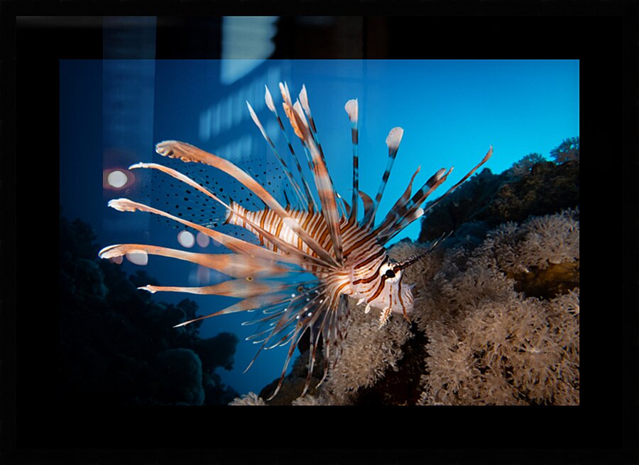 Lionfish over the reef by Anthony Leydet