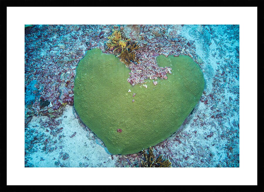 Coral Heart by Anthony Leydet