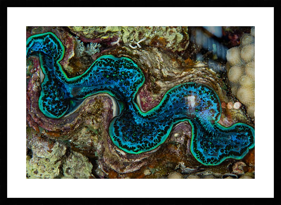 Giant clam - Red Sea by Anthony Leydet