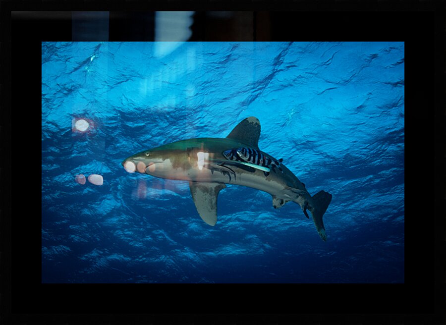 Oceanic Whitetip shark by Anthony Leydet