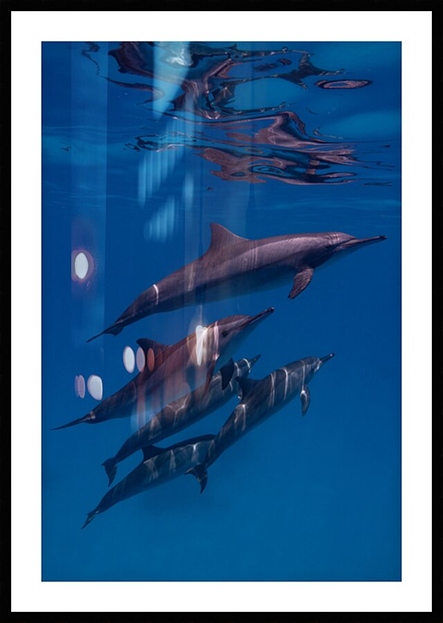 Spinner dolphins pod - Red Sea by Anthony Leydet