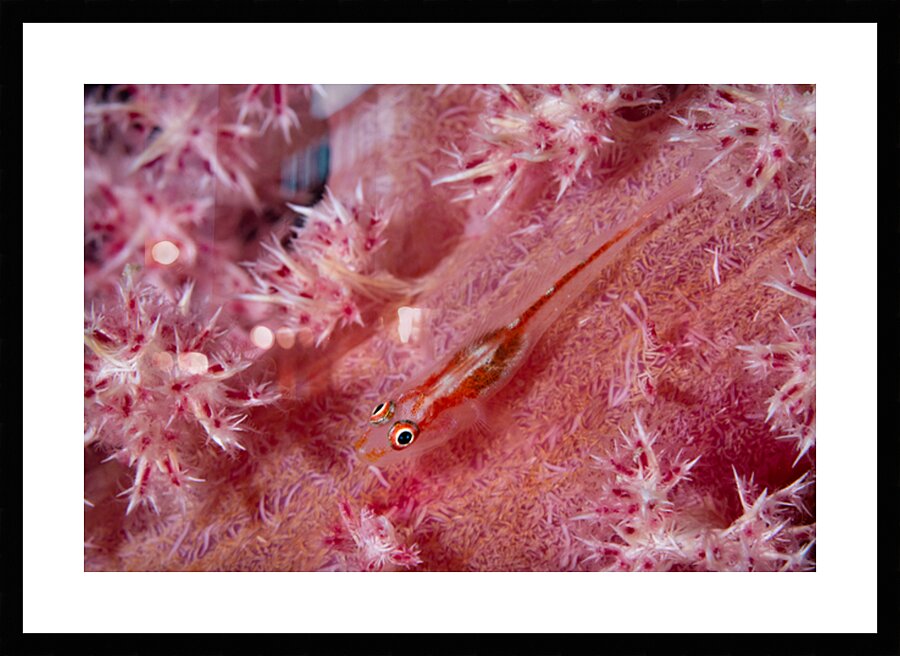Tiny pink goby - Mauritius by Anthony Leydet